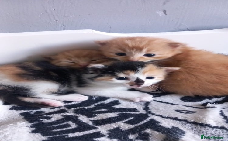 Mixed Breed cats - Advert 5
