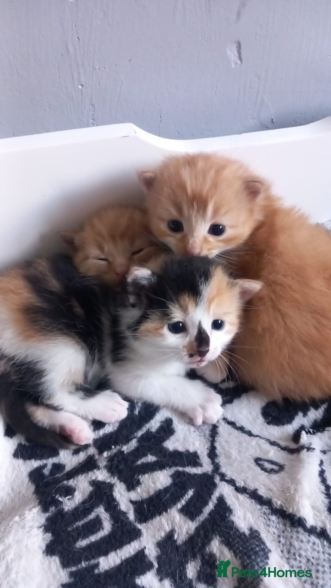 Mixed Breed cats for sale: Beautiful long haired kittens   - Image 1