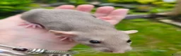 Rat rodents for sale: Beautiful blue and mink Dumbo rats - Advert 17