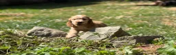 Cocker Spaniel dogs for sale: Stunning cocker pups kc reg ready now - Advert 8