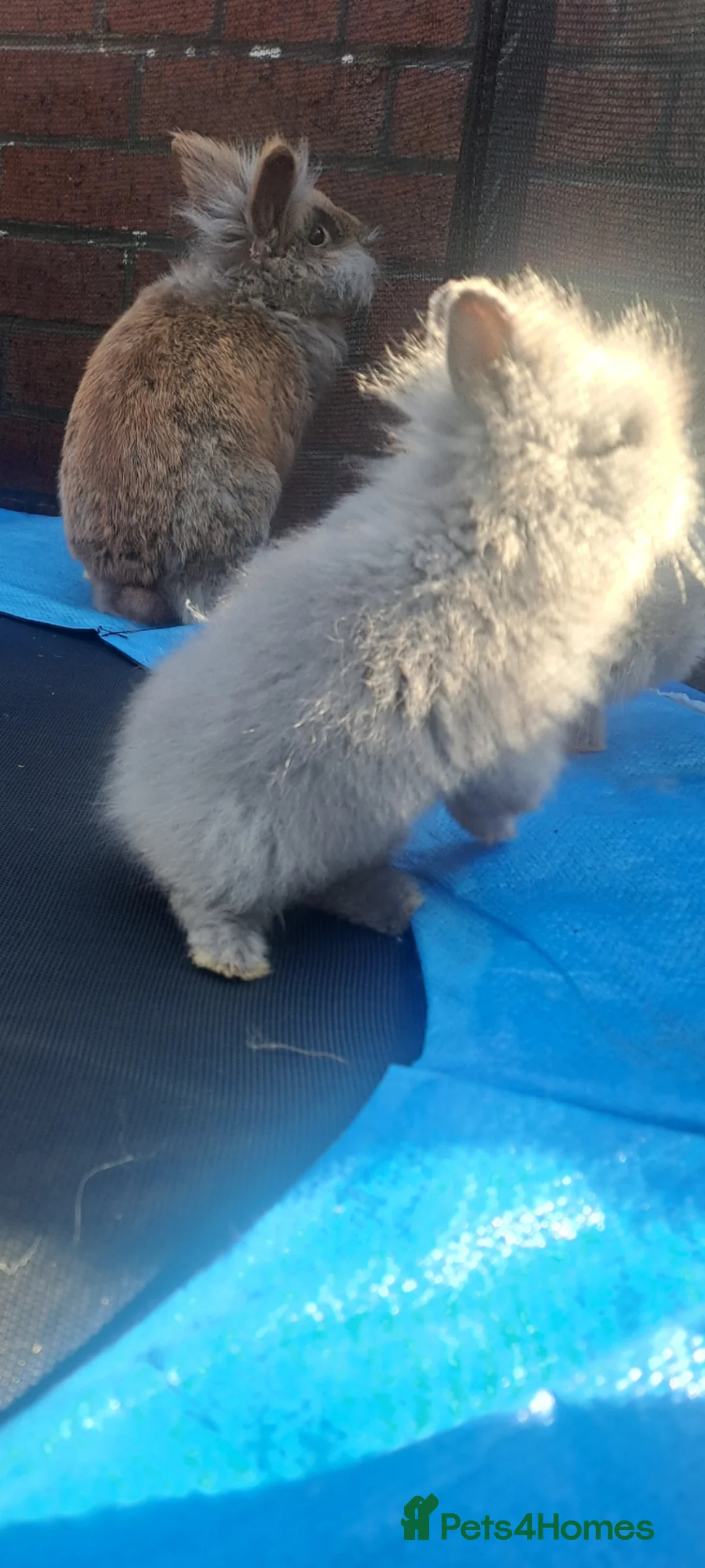 Mini Lion Lop rabbits for sale: Rabitt  - Advert 5