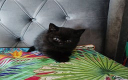 British Shorthair cats for sale: READY TO LEAVE NOW! Black and grey pedigree BSH!! - Image 8