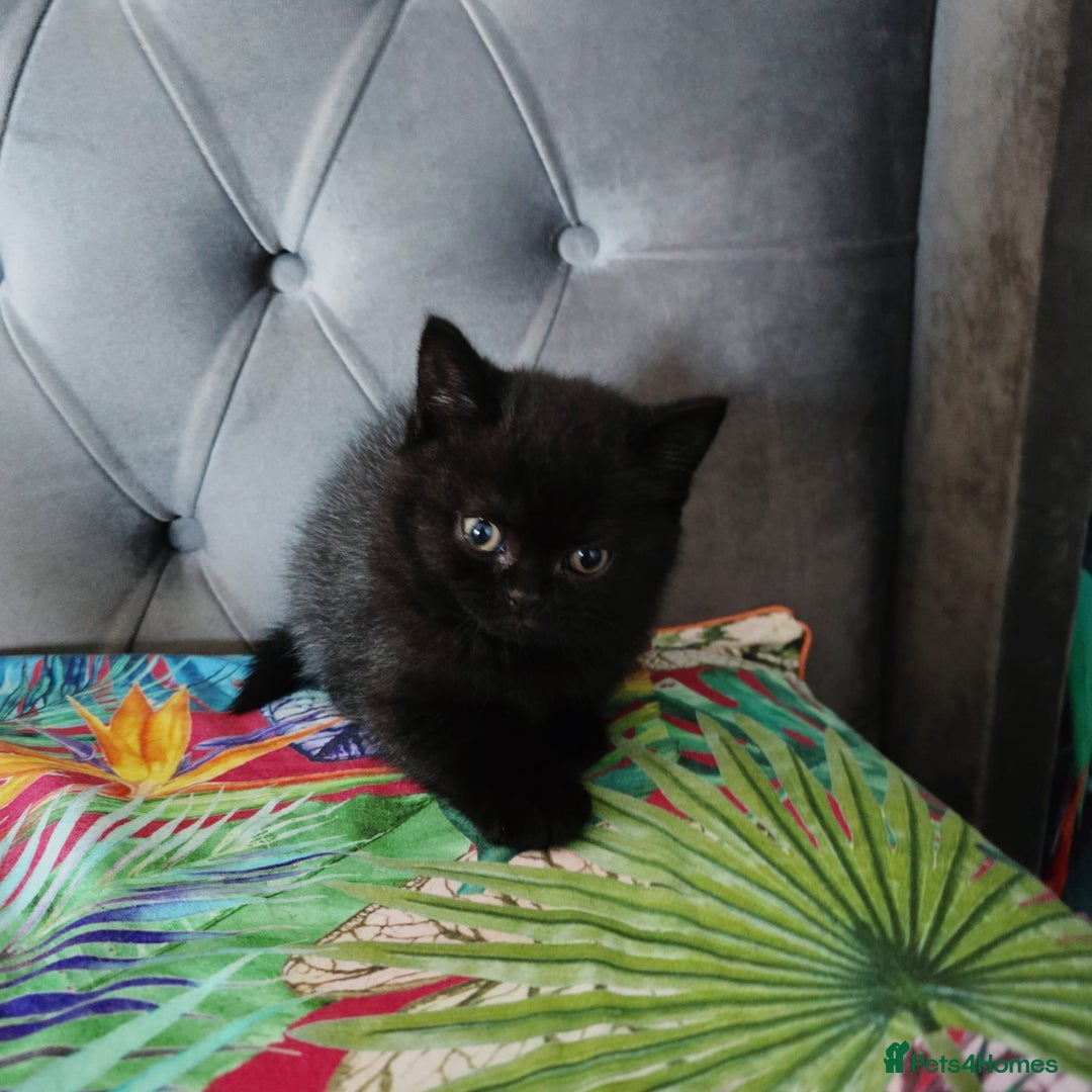 British Shorthair cats for sale: READY TO LEAVE NOW! Black and grey pedigree BSH!! - Image 8
