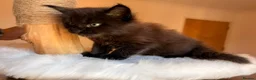 Maine Coon cats for sale: Now 2 TICA Registered Mainecoon kittens  - Advert 12