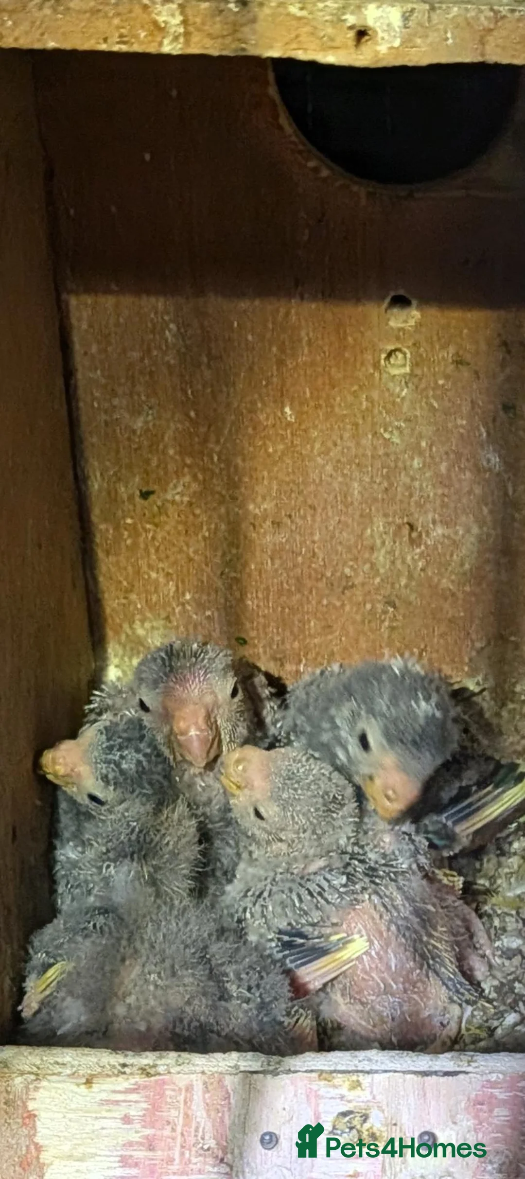 Parrots birds for sale: Baby kakarikis (small parrot) - Advert 2