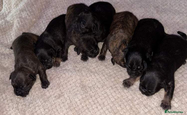 Mixed Breed dogs - Advert 1