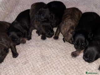 Mixed Breed dogs - Advert 4