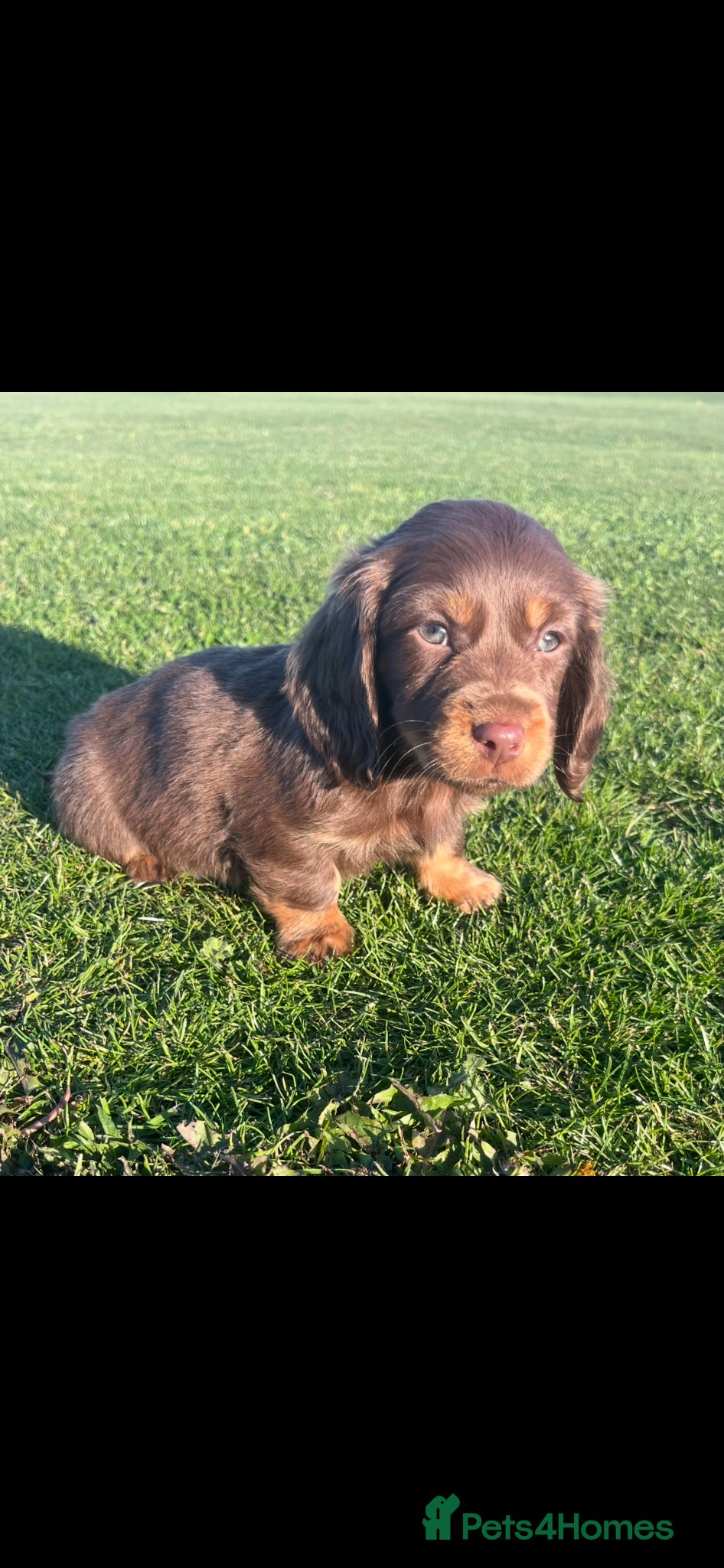Dachshund dogs Dachshund Puppy’s ❤️ - Advert 5