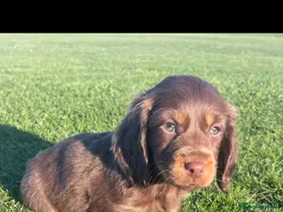 Dachshund dogs Dachshund Puppy’s ❤️ - Advert 5
