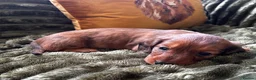 Dachshund dogs for sale: STANDARD KC REG LONGHAIRED DACHSHUNDS  - Advert 4