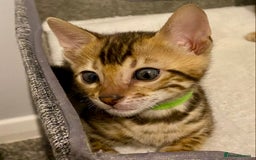 Bengal cats for sale: ⭐️ 1 LEFT!! - STUNNING TICA REG BENGAL CUBS ⭐️ - Image 27