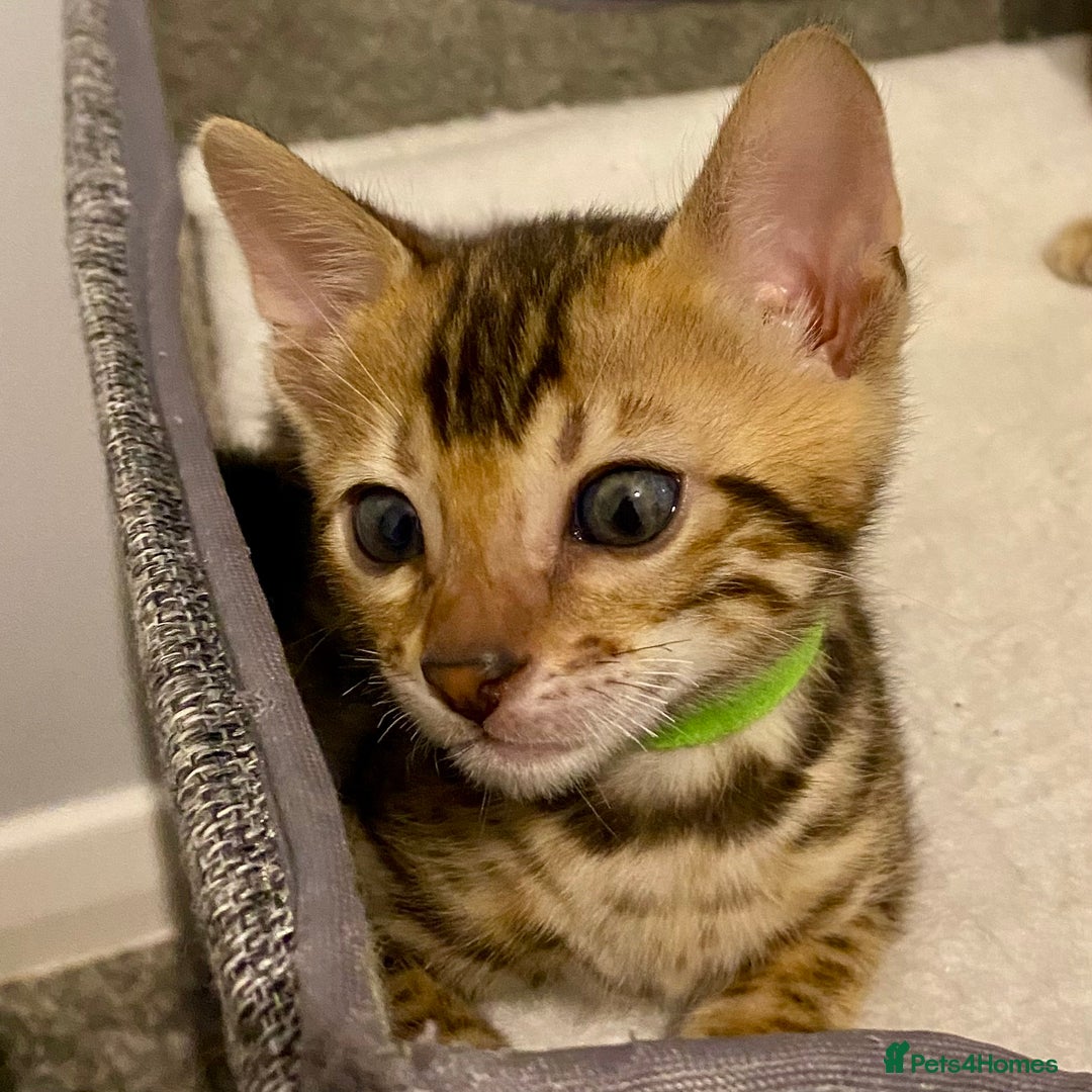 Bengal cats for sale: ⭐️ 1 LEFT!! - STUNNING TICA REG BENGAL CUBS ⭐️ - Image 27
