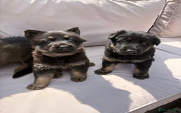 German Shepherd dogs for sale: Stunning German shepherd puppies  - Image 15
