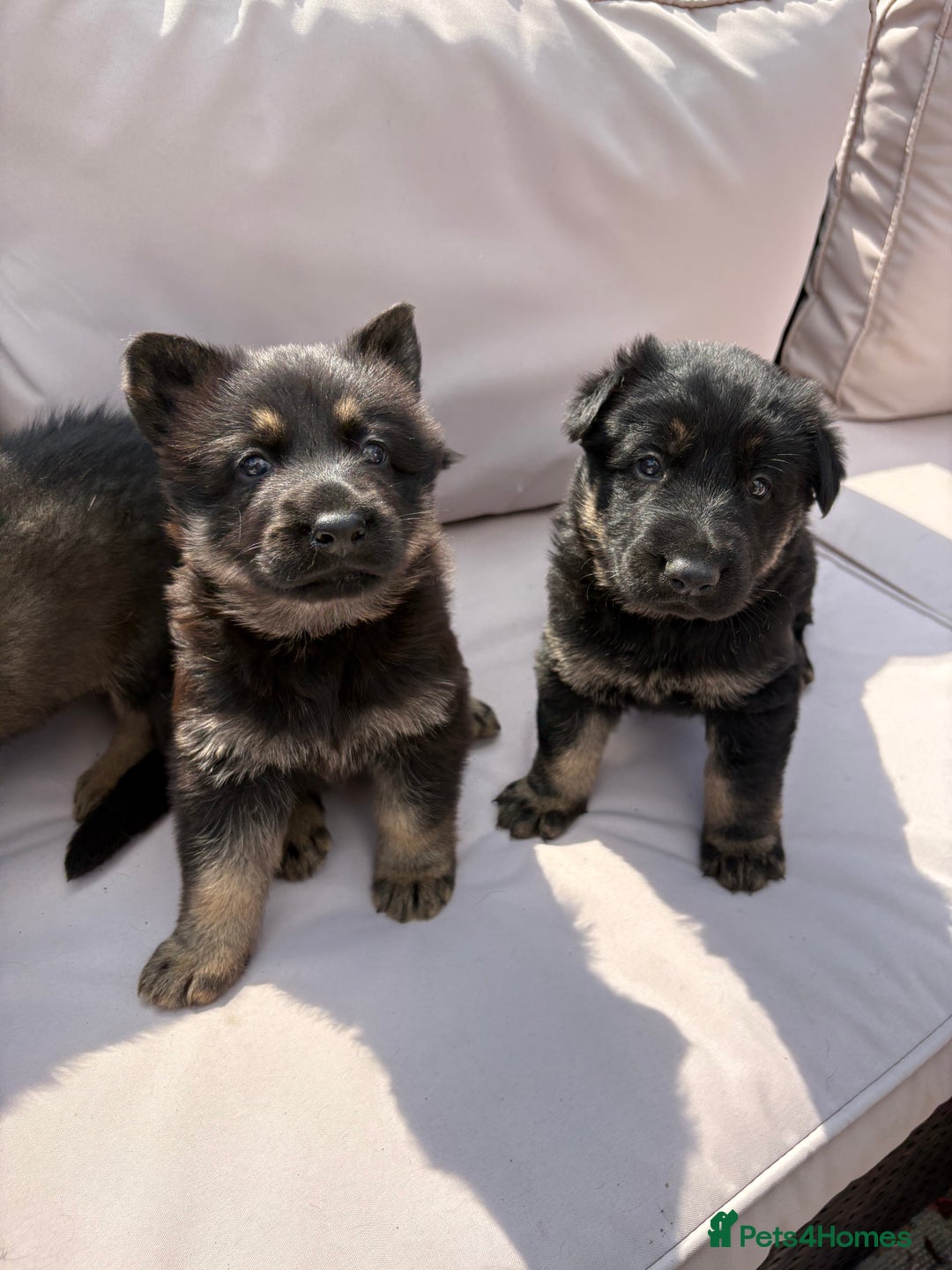 German Shepherd dogs for sale: Stunning German shepherd puppies  - Image 15