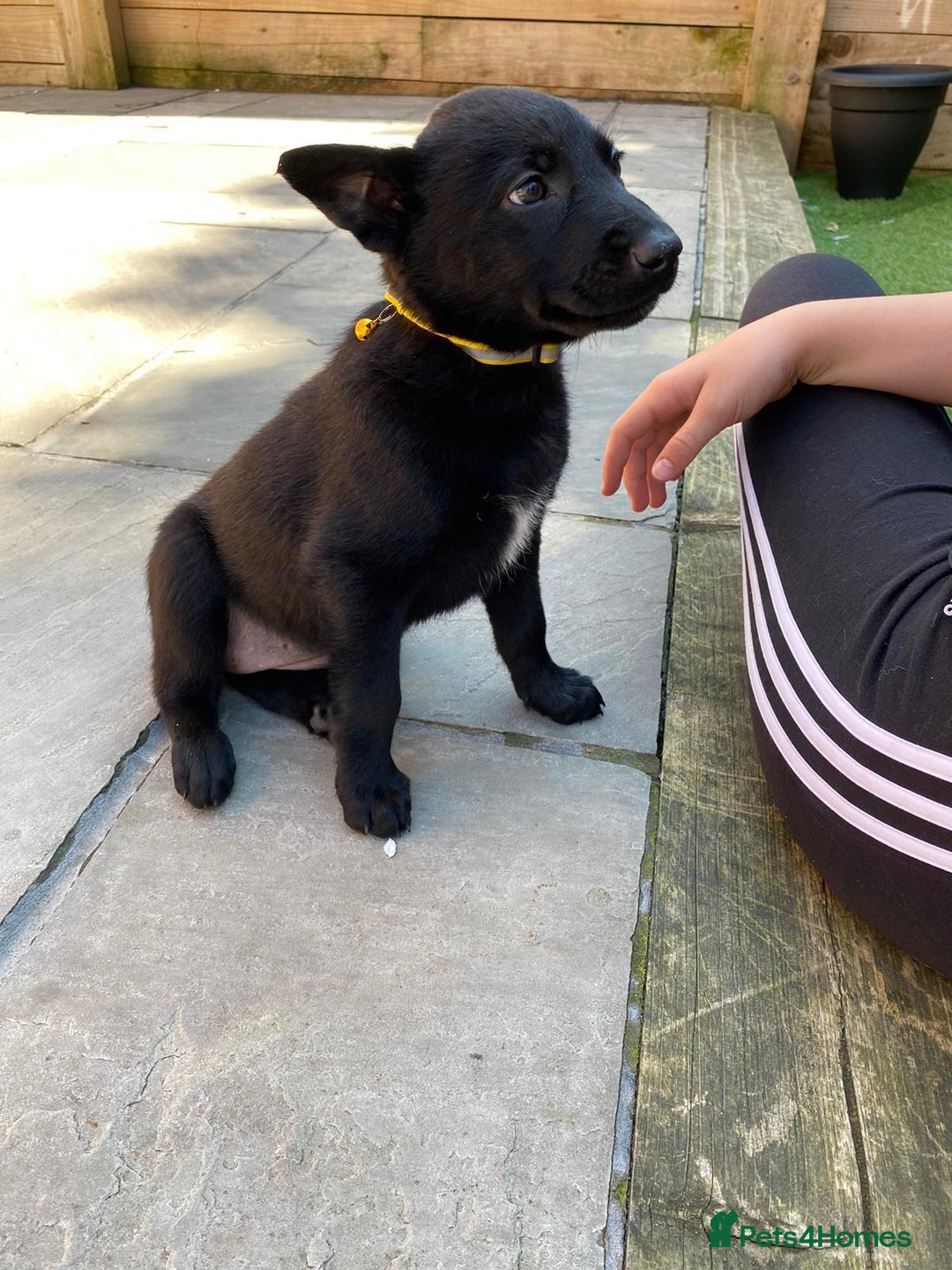 German Shepherd dogs for stud: 4-Year-Old Czech Shepherd- Proven Stud (Sheffield) - Image 13