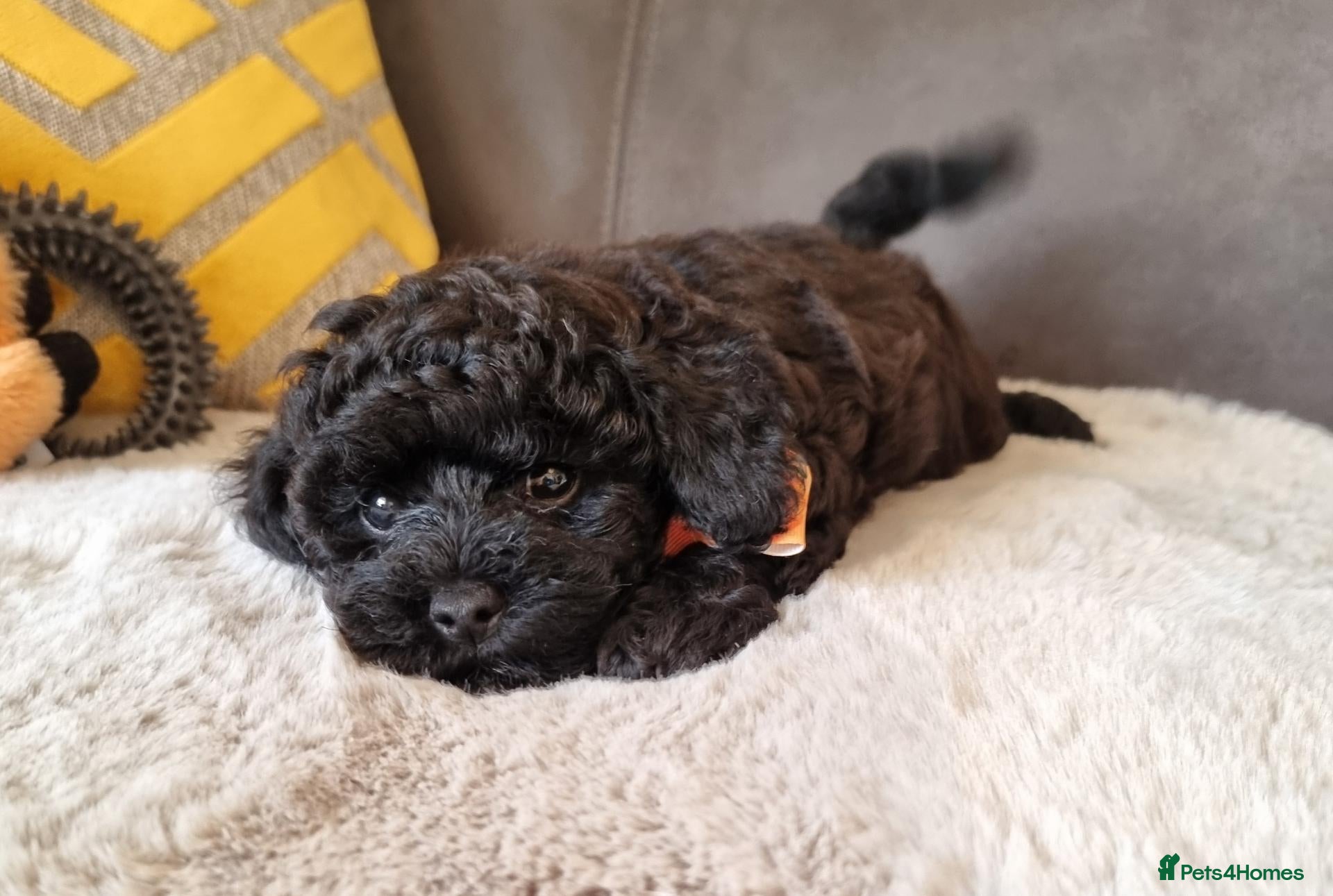 Shihpoo dogs Gorgeous Little Shihpoo Pups sold Fully Vaccinated - Advert 2