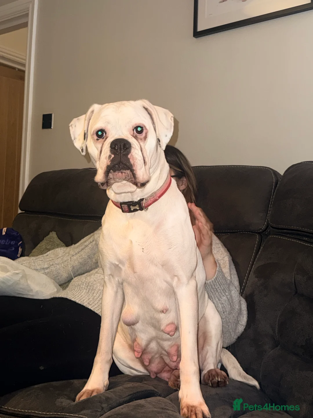 Boxer dogs for sale: Female Boxer Puppies  in Wellingborough - Advert 1