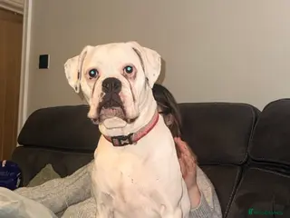 Boxer dogs Female Boxer Puppies - Advert 1