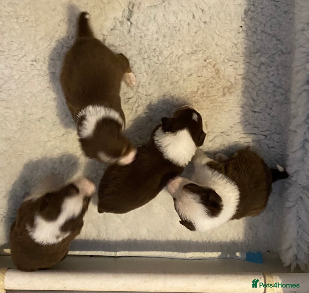 Border Collie dogs for sale: Quality Red, White & Gold Border Collie Pups - Advert 8