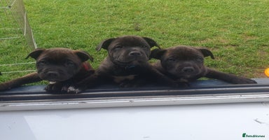 Staffordshire Bull Terrier dogs for sale in Manchester - Advert 13