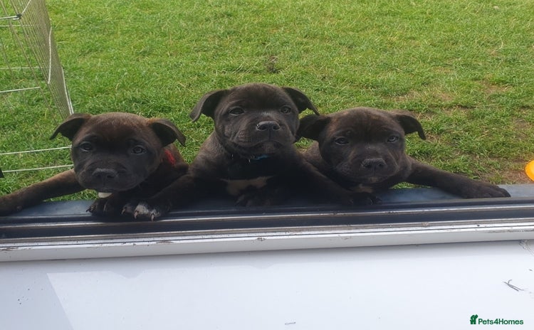 Staffordshire Bull Terrier dogs for sale in Manchester - Advert 2