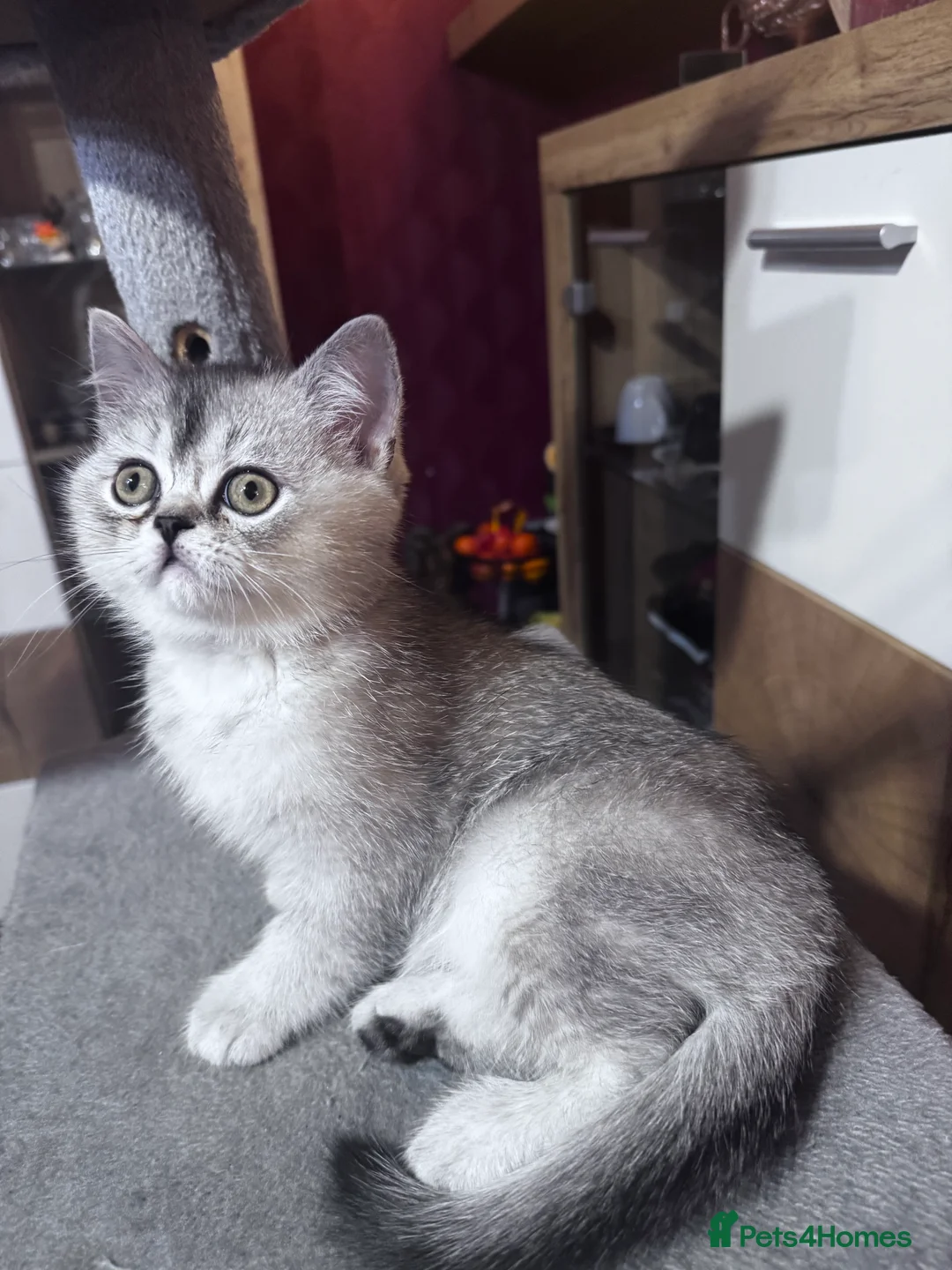 British Shorthair cats for sale:  British Short Hair kittens  - Advert 2
