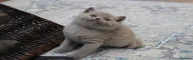 Lilac British Shorthair Kitten 5
