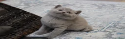 British Shorthair cats for sale: Gorgeous Pure Breed British Shorthair Kittens - Advert 14