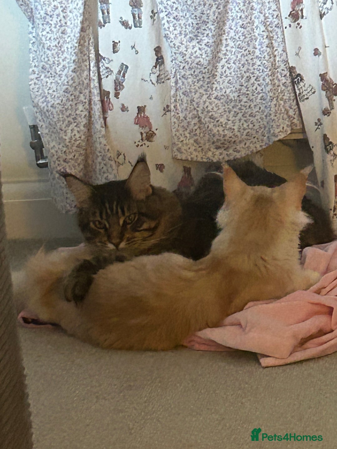 Maine Coon cats for sale: Maine Coone rehoming - Advert 3