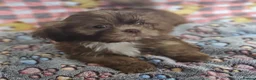 Shih Tzu dogs for sale: Choc Liver Shih Tzu puppies - Advert 30