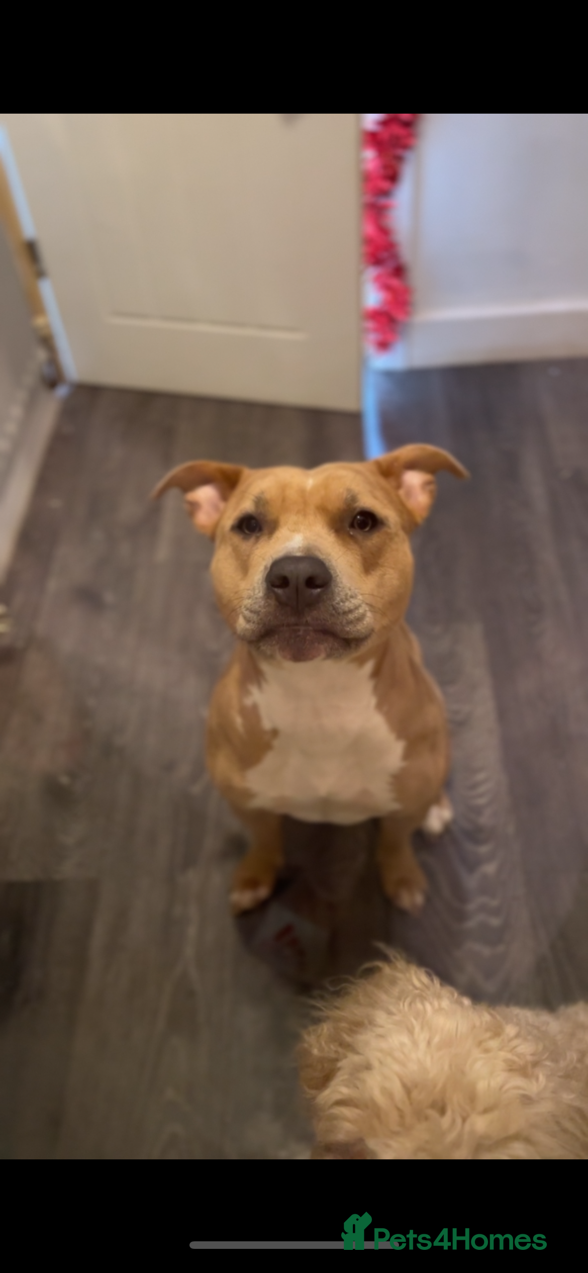 Mixed Breed dogs Beautiful staffypoos on the way!! - Advert 16