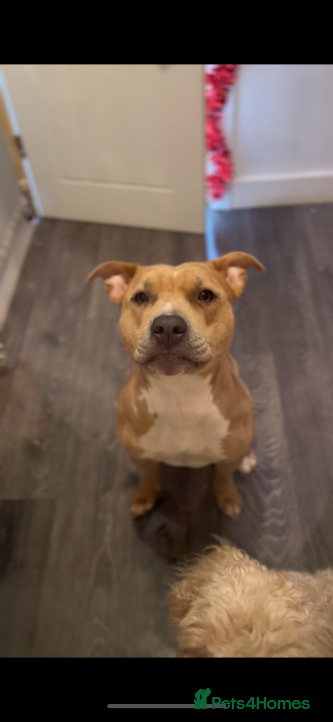 Mixed Breed dogs for sale: Beautiful staffypoos on the way!! - Advert 1