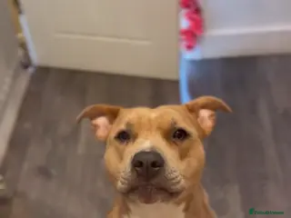 Mixed Breed dogs Beautiful staffypoos on the way!! - Advert 17