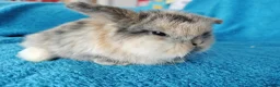 Mini Lop rabbits for sale: Baby mini lops for sale  - Advert 6