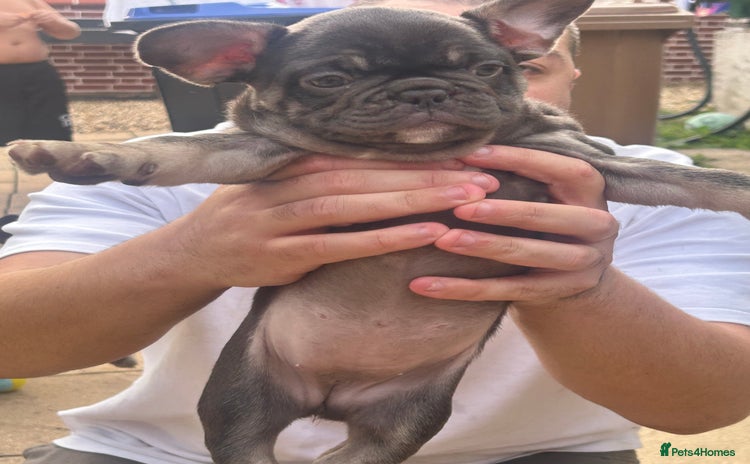 French Bulldog dogs - Advert 2