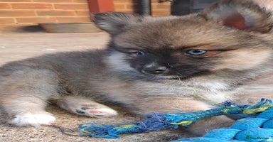 Pomsky dogs - Advert 1