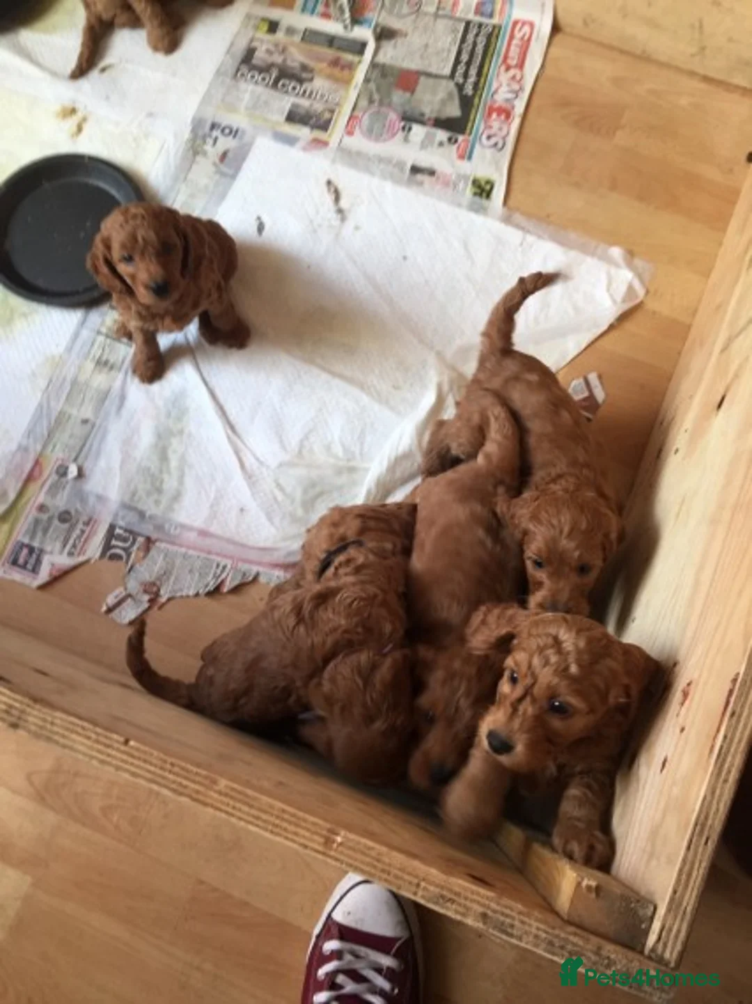 Miniature Poodle dogs for stud: Red miniature poodle DNA Tested KC reg kind nature in Dunblane - Advert 14