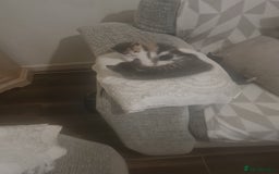 Mixed Breed cats for sale: 5 beautiful tabby kittens  - Image 8