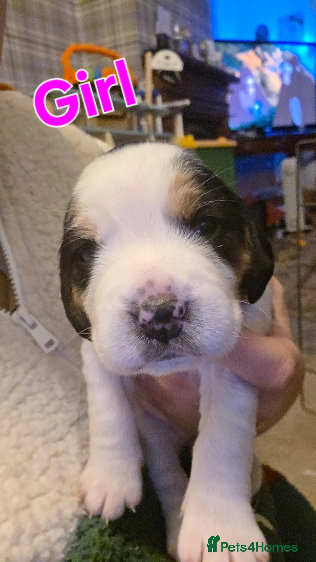 Mixed Breed dogs for sale: Spreagle puppies - Advert 4