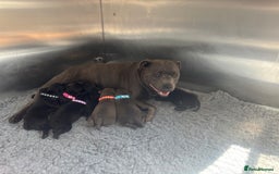 Staffordshire Bull Terrier dogs for sale: Paws Above The Rest  - Image 3