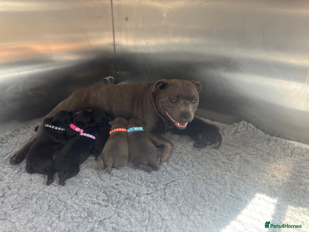 Staffordshire Bull Terrier dogs for sale: Paws Above The Rest  - Image 3
