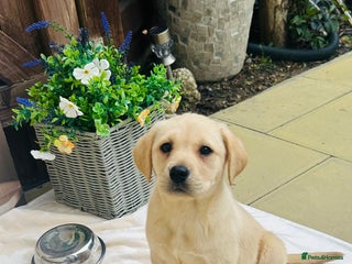 Labrador Retriever dogs 4 adorable KC reg puppy labradors ready to go - Advert 18