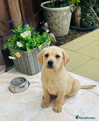 Labrador Retriever dogs - Advert 16