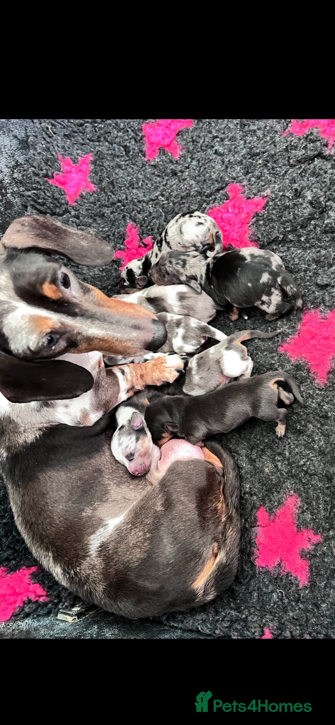 Dachshund dogs for sale: Beautiful Min Dachsund Pups - Image 4