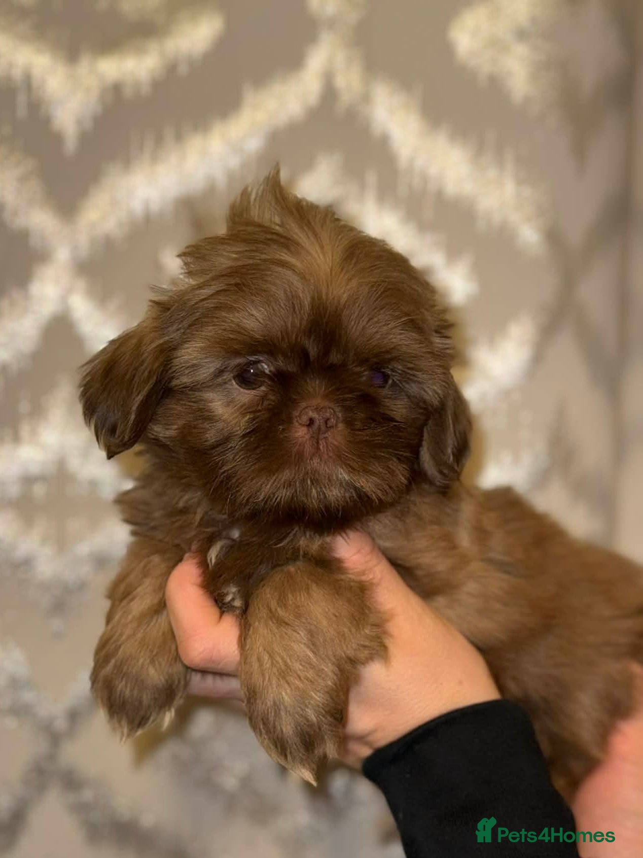 Shih Tzu dogs One boy Left  - Advert 16