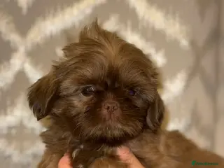 Shih Tzu dogs One boy Left - Advert 16