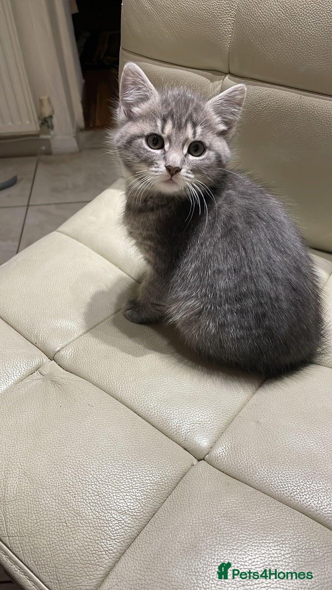 Mixed Breed cats for sale: Mixed grey tabby & British short hair male  - Advert 3