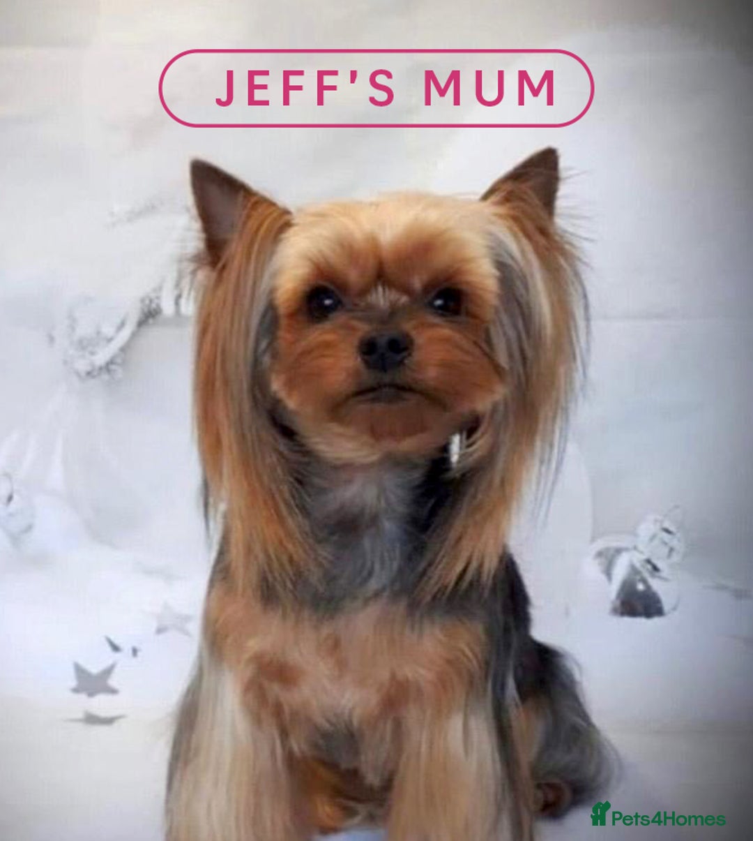 Yorkshire Terrier dogs for stud: Jeff the Yorkie looking for love (stud) - Advert 10