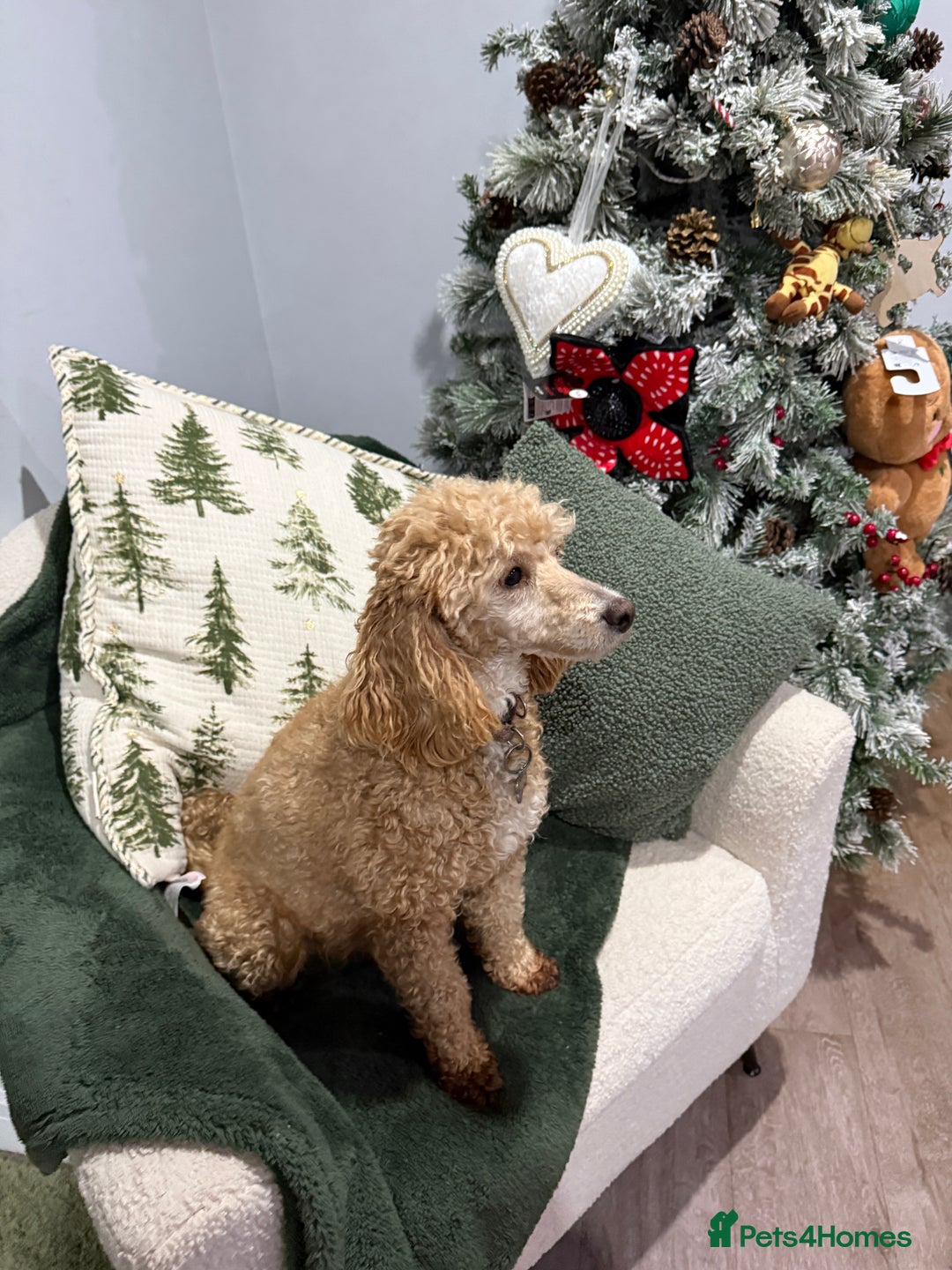 Cavapoo dogs for sale: F1 cavapoos fully genetic tested 5* breeder  - Advert 4