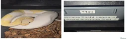 Python Snake reptiles for sale: Pied ball pythons  in Coalville - Advert 1
